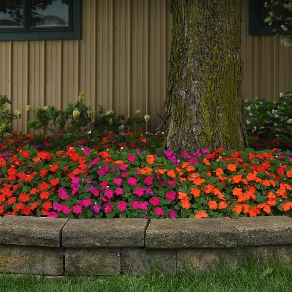 Impatiens Beacon Sanibel Mixture - Landscape