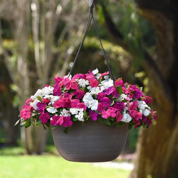 Impatiens Beacon Portland Mixture - Basket
