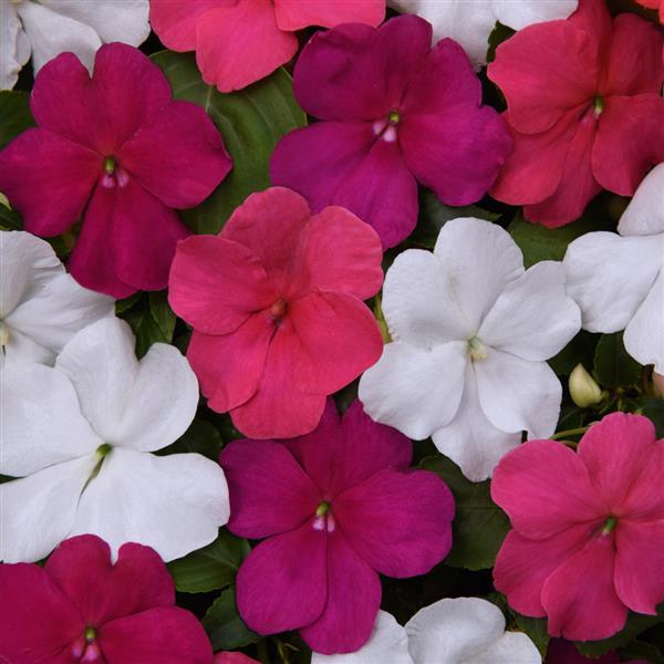 Impatiens Beacon Portland Mixture - Bloom