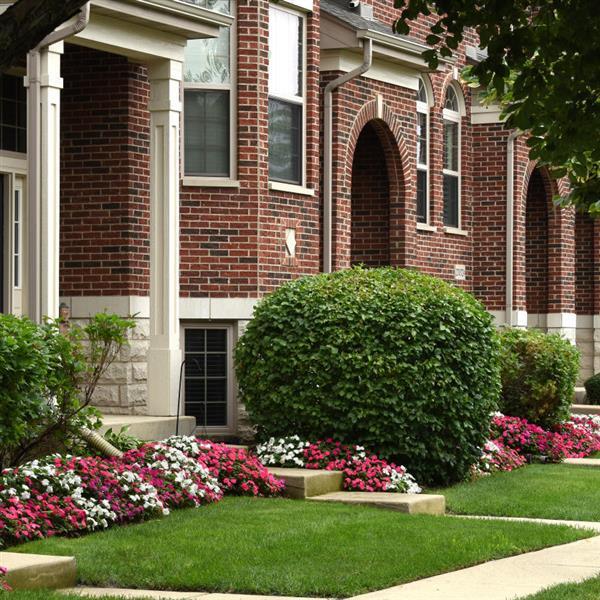 Impatiens Beacon Portland Mixture - Commercial Landscape 1