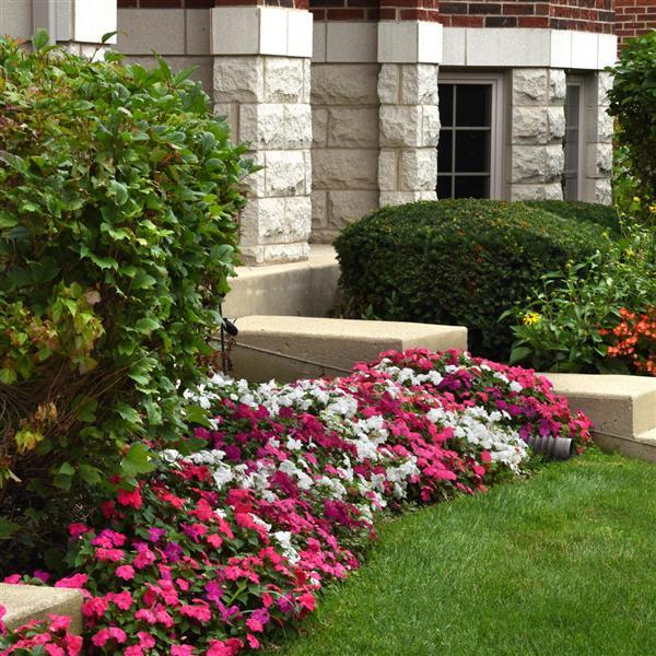 Impatiens Beacon Portland Mixture