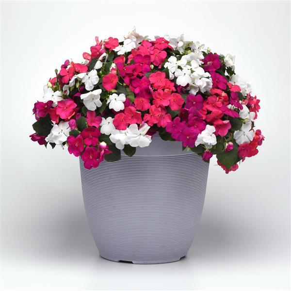 Impatiens Beacon Portland Mixture - Container