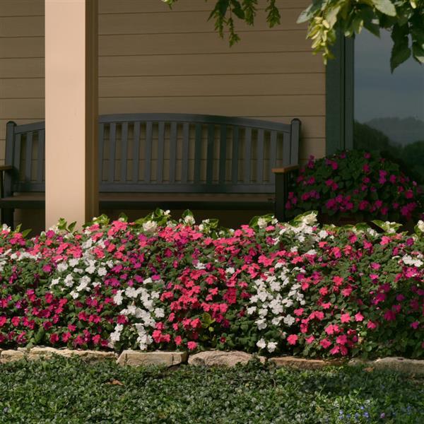 Impatiens Beacon Portland Mixture - Landscape
