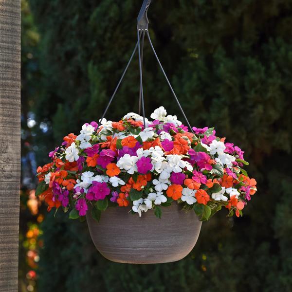 Impatiens Beacon Lindau Mixture - Basket