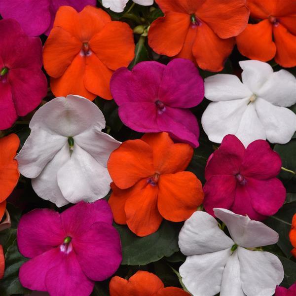 Impatiens Beacon Lindau Mixture - Bloom
