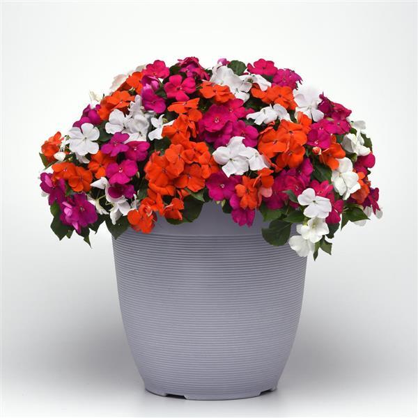 Impatiens Beacon Lindau Mixture - Container