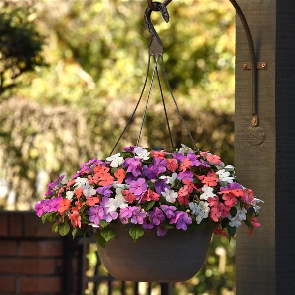 Impatiens Beacon Pearl Island Mixture - Basket