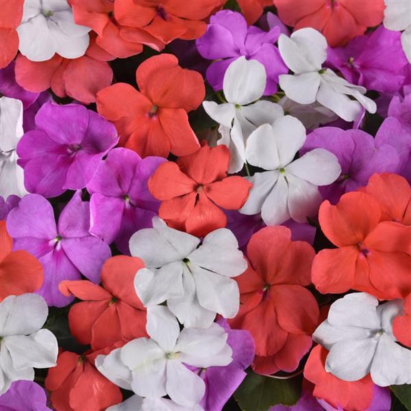 Impatiens Beacon® Pearl Island Mixture - Bloom