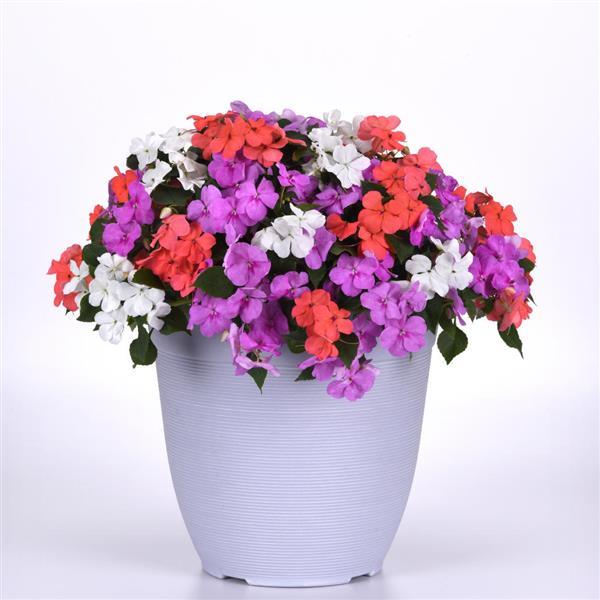 Impatiens Beacon Pearl Island Mixture - Container