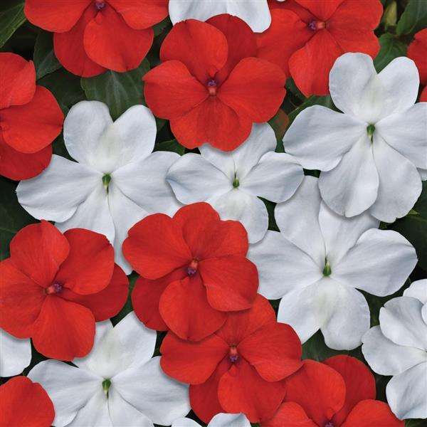 Impatiens Beacon® Cape Pine Mixture - Bloom