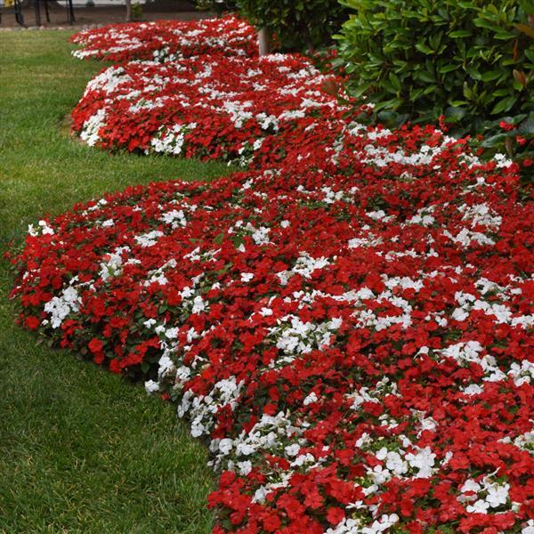 Impatiens Beacon Cape Pine Mixture - Commercial Landscape 1