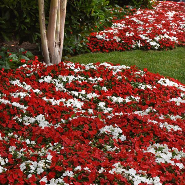 Impatiens Beacon Cape Pine Mixture - Commercial Landscape 2