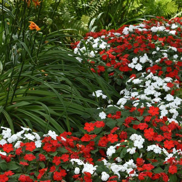 Impatiens Beacon Cape Pine Mixture - Landscape