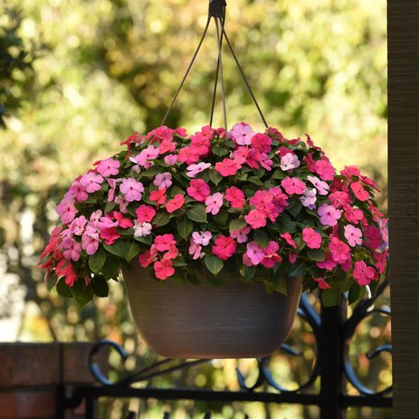 Impatiens Beacon Otway Mixture - Basket