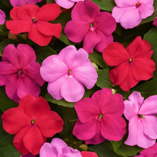 Impatiens Beacon® Otway Mixture - Bloom