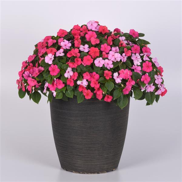Impatiens Beacon Otway Mixture - Container