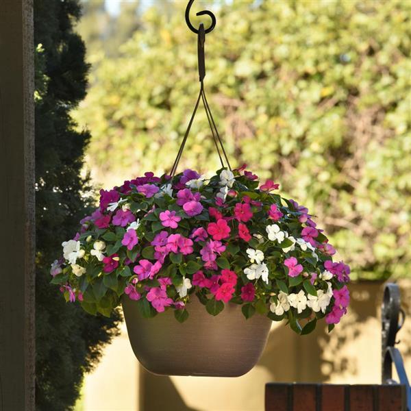 Impatiens Beacon Chicago Mixture - Basket
