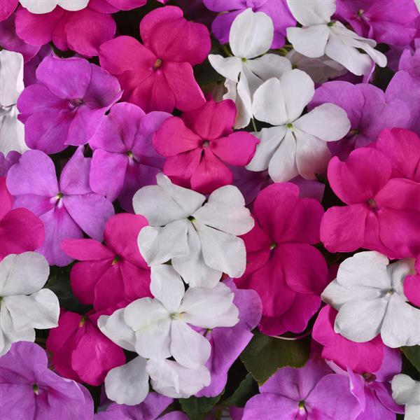 Impatiens Beacon Chicago Mixture - Bloom
