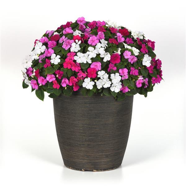 Impatiens Beacon Chicago Mixture - Container