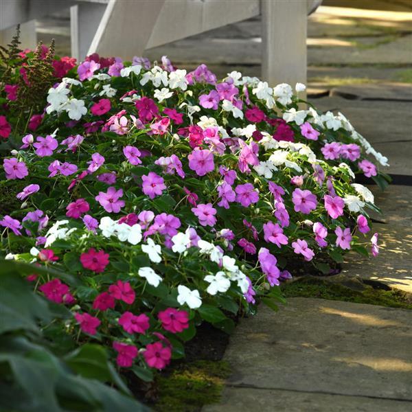 Impatiens Beacon Chicago Mixture - Landscape