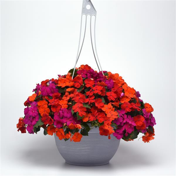 Impatiens Beacon Sanibel Mixture Improved - Basket