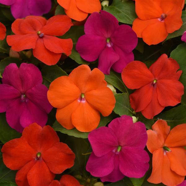 Impatiens Beacon® Sanibel Mixture Improved - Bloom