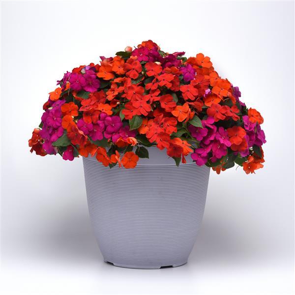 Impatiens Beacon Sanibel Mixture Improved - Container