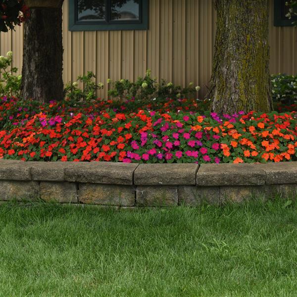 Impatiens Beacon Sanibel Mixture Improved - Landscape