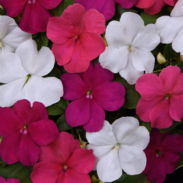 Impatiens Beacon® Portland Mixture Improved - Bloom
