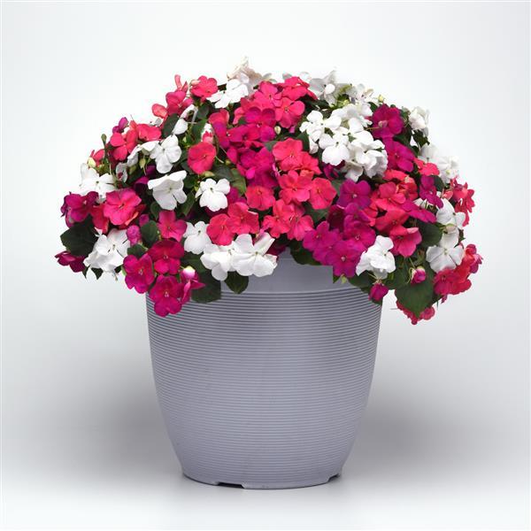 Impatiens Beacon Portland Mixture Improved - Container
