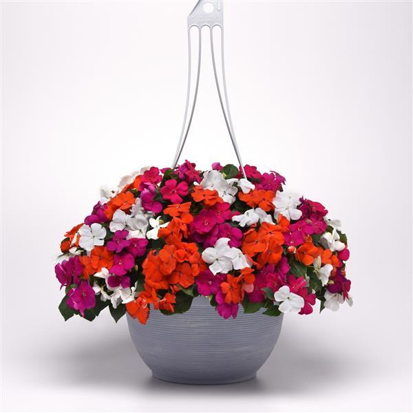 Impatiens Beacon Lindau Mixture Improved - Basket
