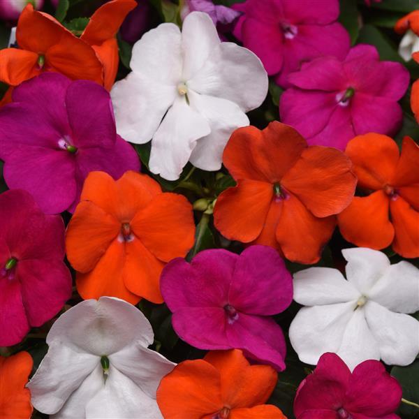 Impatiens Beacon® Lindau Mixture Improved - Bloom