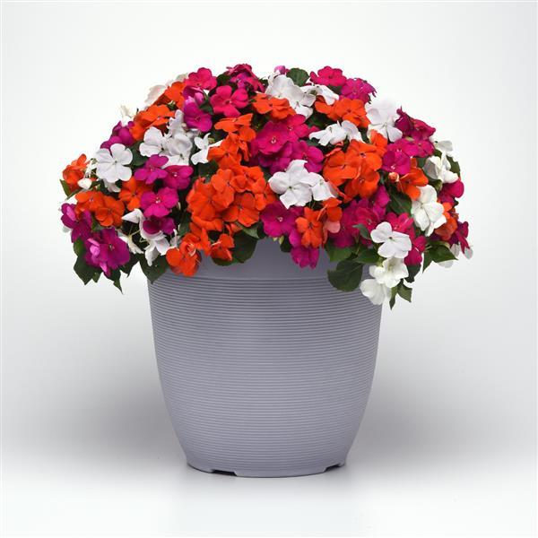 Impatiens Beacon Lindau Mixture Improved - Container