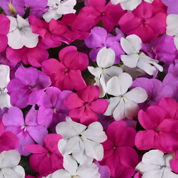 Impatiens Beacon® Chicago Mixture Improved - Bloom