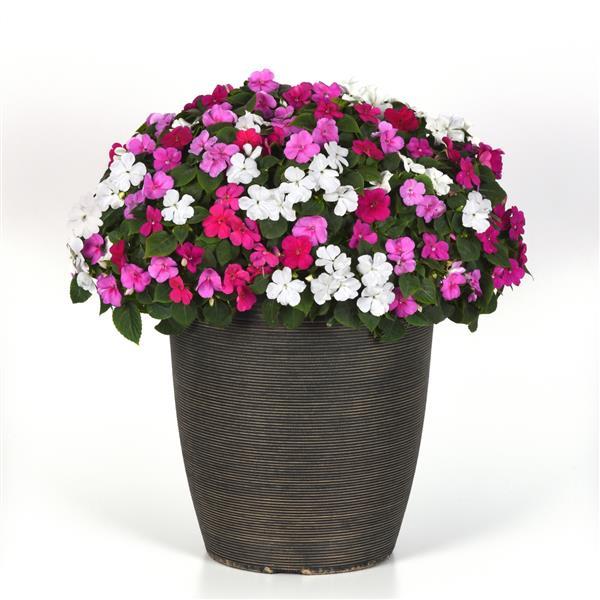 Impatiens Beacon Chicago Mixture Improved - Container