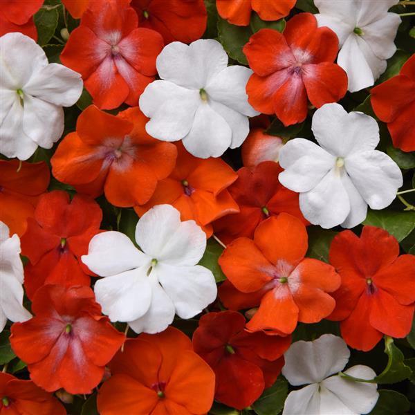 Impatiens Beacon® De Ven Mixture - Bloom