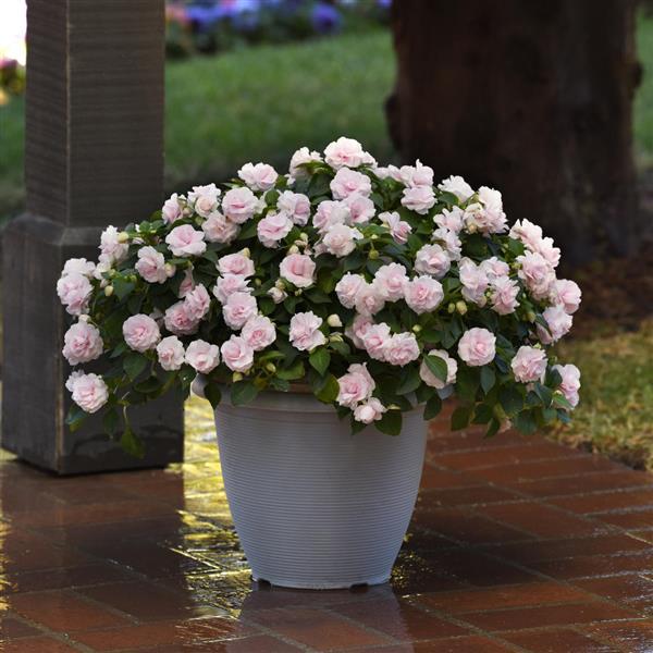 PLANT NAME Container