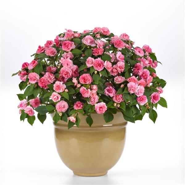 PLANT NAME Container
