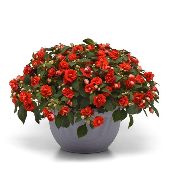 PLANT NAME Container