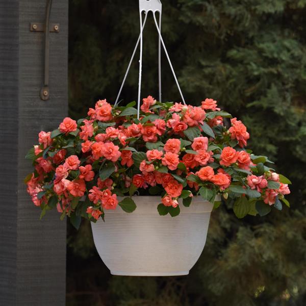 PLANT NAME Basket