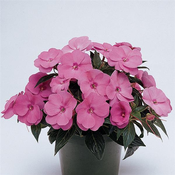 PLANT NAME Container