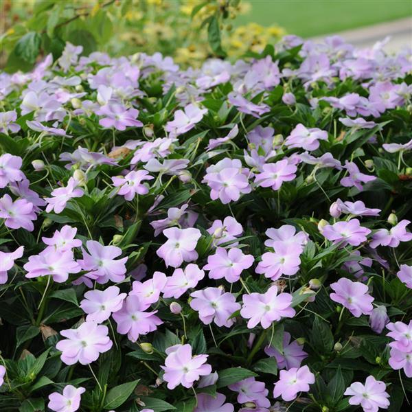 PLANT NAME Landscape