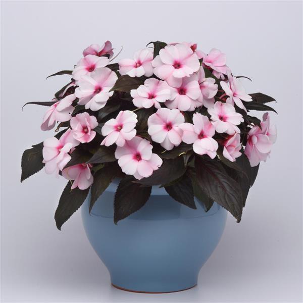 PLANT NAME Container