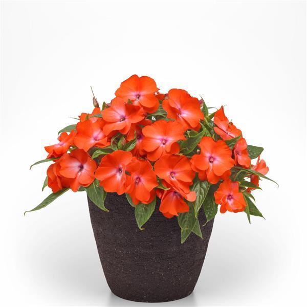 PLANT NAME Container