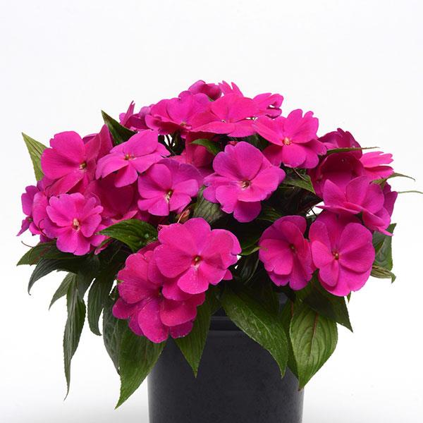 PLANT NAME Container