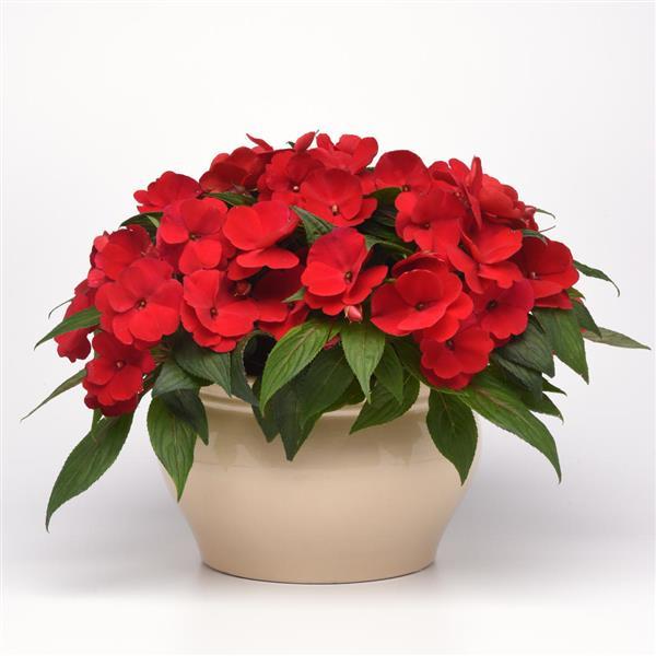 PLANT NAME Container