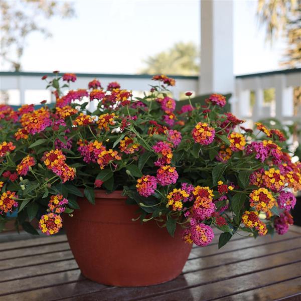 PLANT NAME Garden