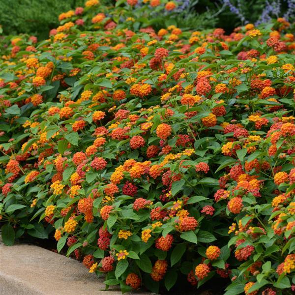 PLANT NAME Landscape