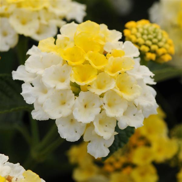 PLANT NAME Bloom