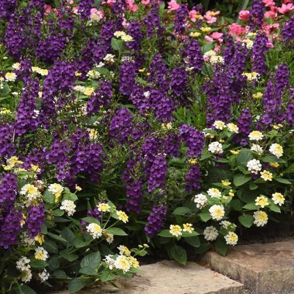 PLANT NAME Landscape